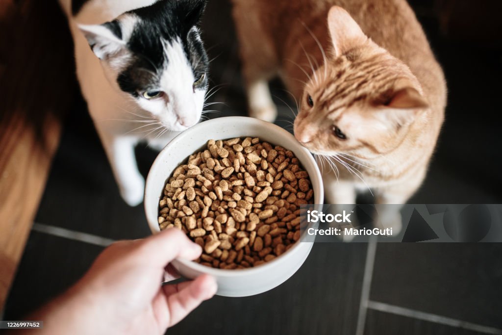 CAT FOOD